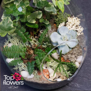 Green foliage plants in a glass container with natural decorative elements