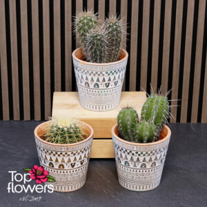 Кръгъл кактус в декоративна керамична кашпа - саксийно цвете Top Flowers