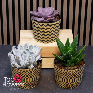Сребрист сукулент в декоративна кашпа - саксийно цвете от Top Flowers