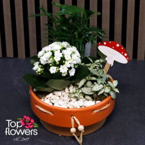Two Mix of Flowers 3 compositions in ceramic planters with decorative plants