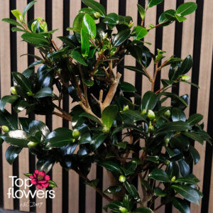 Бонсай | Камелия (camellia) Бонсай Камелия Camellia в керамична кашпа